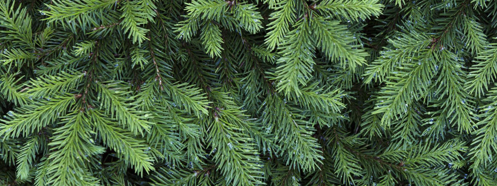Close up image of evergreen tree