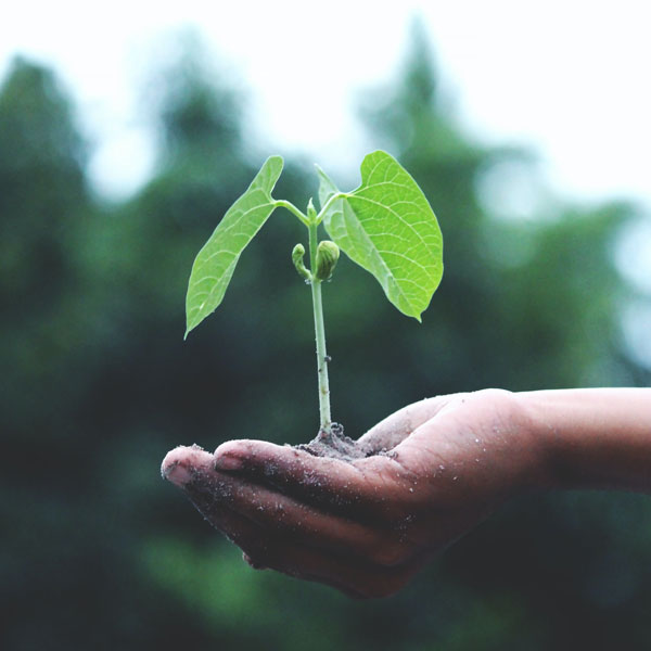 Image of small hand holding a seedling